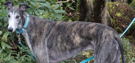 greyhound adoptions wa|Greyhound Pets Inc. .